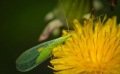 La chrysope verte, votre arme naturelle contre les pucerons