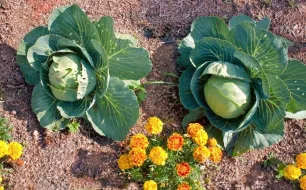 Juin au jardin : quels légumes semer et que faire au potager ?