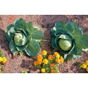 Juin au jardin : quels légumes semer et que faire au potager ?