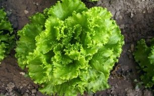 Semez chicorées, scaroles et autres frisées