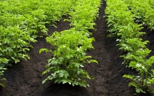 Buttage des légumes au potager : comment faire ? Buttage des légumes au potager : comment faire ?
