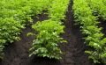Buttage des légumes au potager : comment faire ?