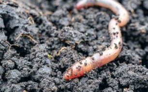 Le ver de terre : votre allié au jardin