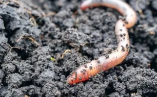 Le ver de terre : votre allié au jardin
