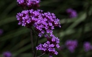 Verveine de Buenos-Aires, la biodiversité dans votre jardin