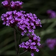 Verveine de Buenos-Aires, la biodiversité dans votre jardin