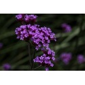 Verveine de Buenos-Aires, la biodiversité dans votre jardin