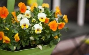 Jardiner en novembre : entre semis, récoltes et préparatifs