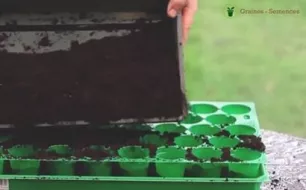 Comment remplir une plaque alvéolée destinée aux semis?