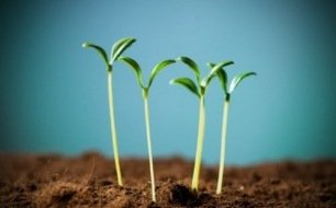 Comment éviter les semis qui filent en début de saison ? Comment éviter les semis qui filent en début de saison ?