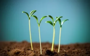 Comment éviter les semis qui filent en début de saison ?