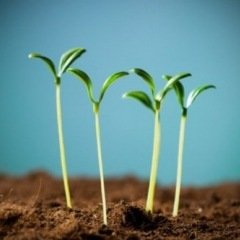 Comment éviter les semis qui filent en début de saison ?