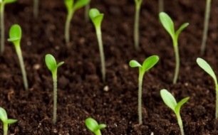 En mai, semez les légumes qui vous plaisent 