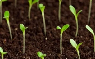 En mai, semez les légumes qui vous plaisent 