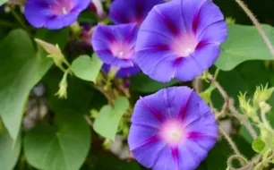 Semez l’ipomée, une plante grimpante très décorative