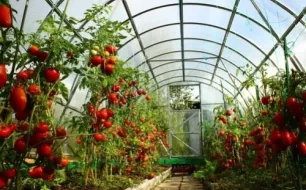 Comment cultiver les légumes sous serre ?