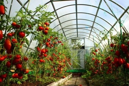 Que cultiver sous une serre de jardin ? - Blog Serresvaldeloire