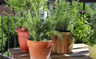Potager au balcon (2) : quels aromates cultiver ?