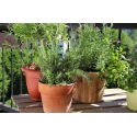 Potager au balcon (2) : quels aromates cultiver ?