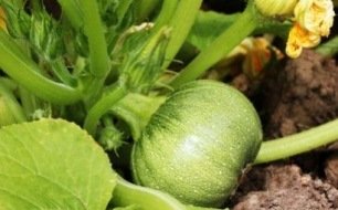 Les semis et travaux à prévoir au jardin en juillet