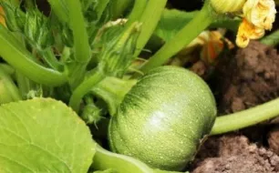 Les semis et travaux à prévoir au jardin en juillet