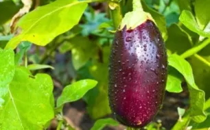 Semer des aubergines dans son jardin : conseils d’un expert horticole