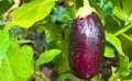 Semer des aubergines dans son jardin : conseils d’un expert horticole