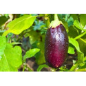 Semer des aubergines dans son jardin : conseils d’un expert horticole