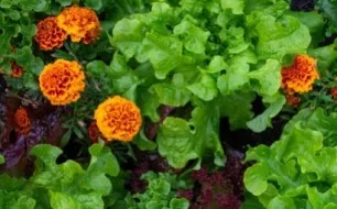 5 fleurs incontournables à associer au potager