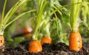 Quels légumes semer en milieu d’été pour une récolte en automne