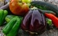 Les travaux à prévoir en août dans le jardin et le potager