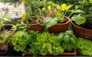 Cultiver des légumes en pot ou en jardinière dans un espace réduit Cultiver des légumes en pot ou en jardinière dans un espace réduit