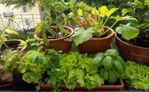 Cultiver des légumes en pot ou en jardinière dans un espace réduit