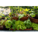 Cultiver des légumes en pot ou en jardinière dans un espace réduit