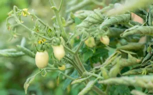 Pourquoi les feuilles des plants de tomates se recroquevillent ?