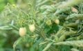 Pourquoi les feuilles des plants de tomates se recroquevillent ?
