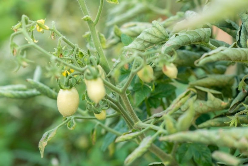 Feuilles des plants de tomates se recroquevillent explication