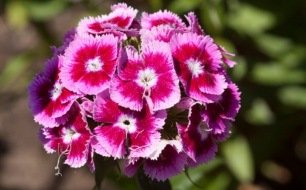 Œillet de poète : conseils pour le semer et l’entretenir