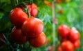 Quels semis et travaux au jardin prévoir en septembre ?