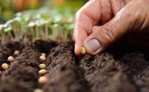 Le semis en place : tout savoir sur cette technique Le semis en place : tout savoir sur cette technique