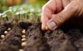 Le semis en place : tout savoir sur cette technique
