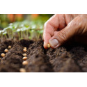 Le semis en place : tout savoir sur cette technique