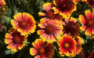 Semer des gaillardes pour un jardin fleuri durant tout l’été