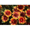 Semer des gaillardes pour un jardin fleuri durant tout l’été