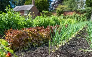 Quelle taille prévoir pour mon potager ?