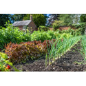 Quelle taille prévoir pour mon potager ?