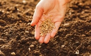 Pourquoi la plupart des graines ont besoin d’une période de froid pour germer ?