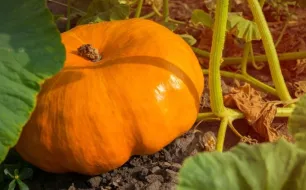 Au jardin en octobre : quels travaux et semis à prévoir ?