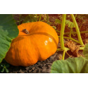 Au jardin en octobre : quels travaux et semis à prévoir ?