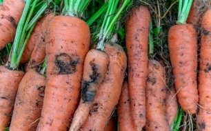 Mouche de la carotte : conseils pour lutter contre ce ravageur